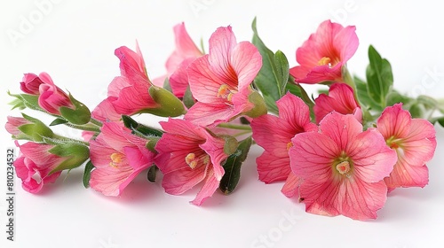 Generate an image of some pink flowers on a white background. The flowers should be in focus and have a high resolution.