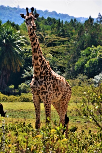 The Masai giraffe  Giraffa  camelopardalis  tippelskirchi  at the foot of Mt. Meru  a dormant stratovolcano and the second highest mountain in Tanzania  Arusha National Park  Tanzania 