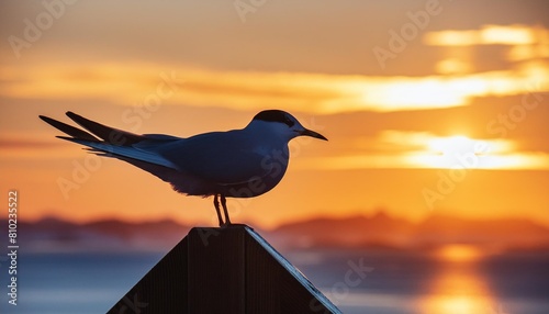 silhouette of an arctic tern in sunset photo
