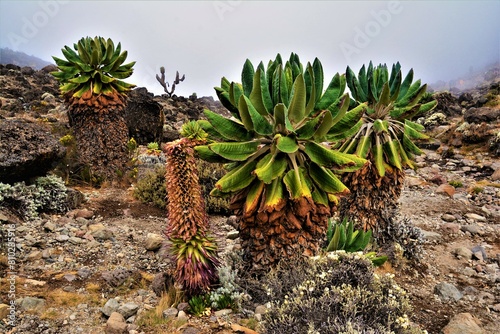 Dendrosenecio kilimanjari (family Asteraceae) and Lobelia deckenii (family Campanulaceae) observed near Barranco Camp, Machame Route (Kilimanjaro National Park, Tanzania) photo