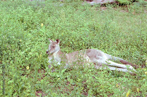 A kangaroo on the grass. Film shot scan (24×36 мм). Film: Fuji colour, ISO 200.