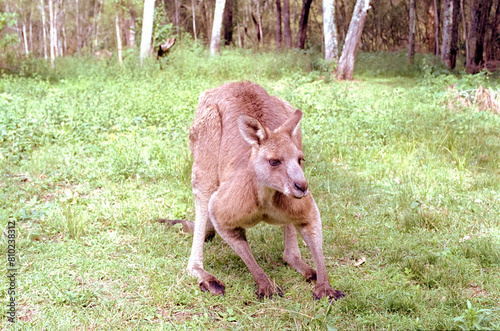 A kangaroo on the grass. Film shot scan (24×36 мм). Film: Fuji colour, ISO 200.