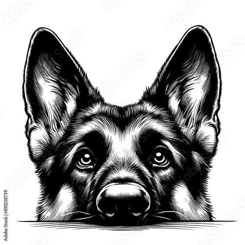Peeking German Shepherd, hand drawn sketch. Vector isolated on white background	