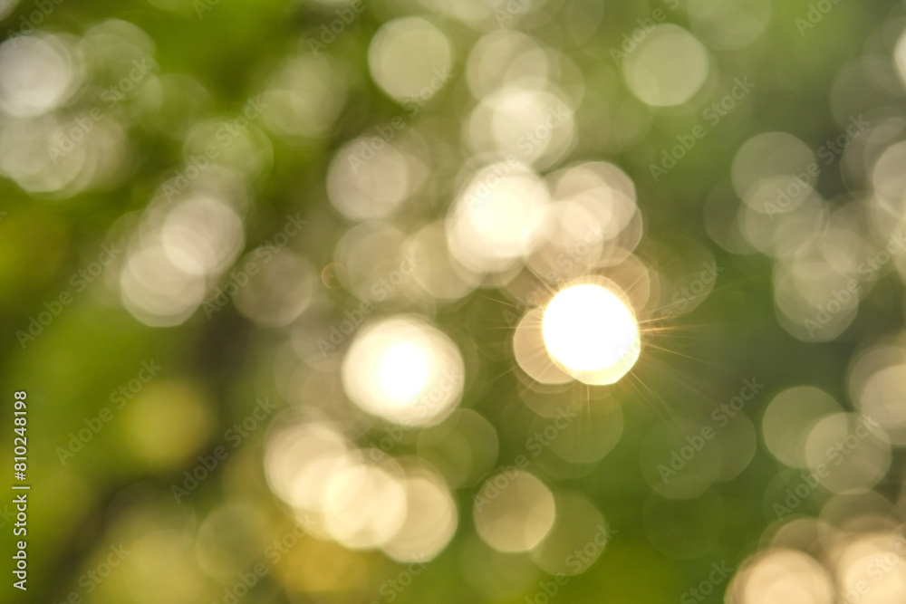 Obraz premium Blurred green leaves, bokeh effect