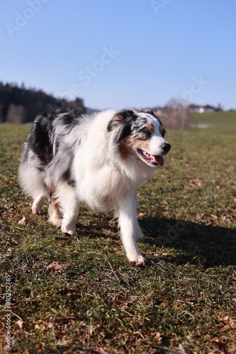 A dog is walking on a grassy field