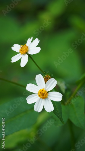 white daisy flower in the garden 