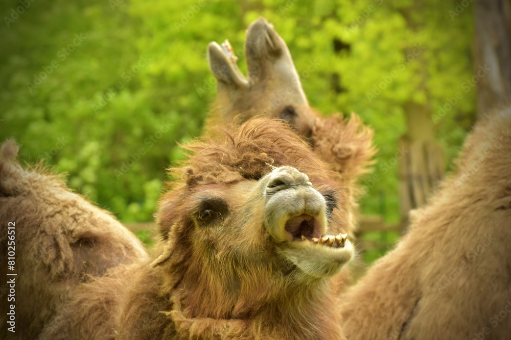 Obraz premium portrait of two screaming camels