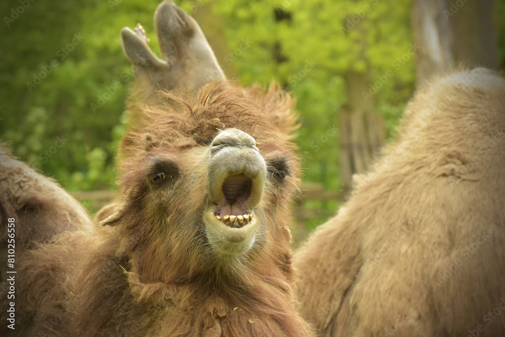 Obraz premium portrait of two screaming camels