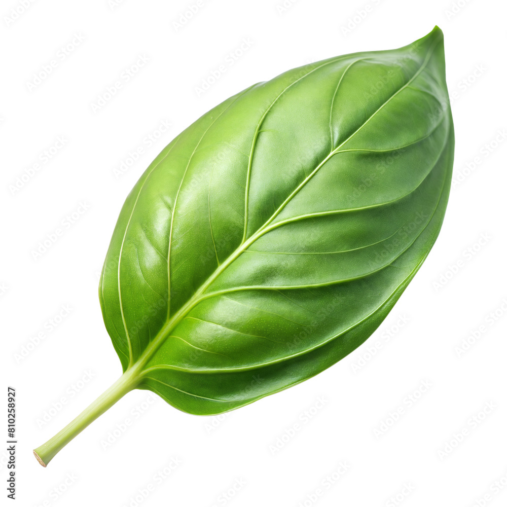 Fototapeta premium A single lush leaf with detailed veins against a white backdrop
