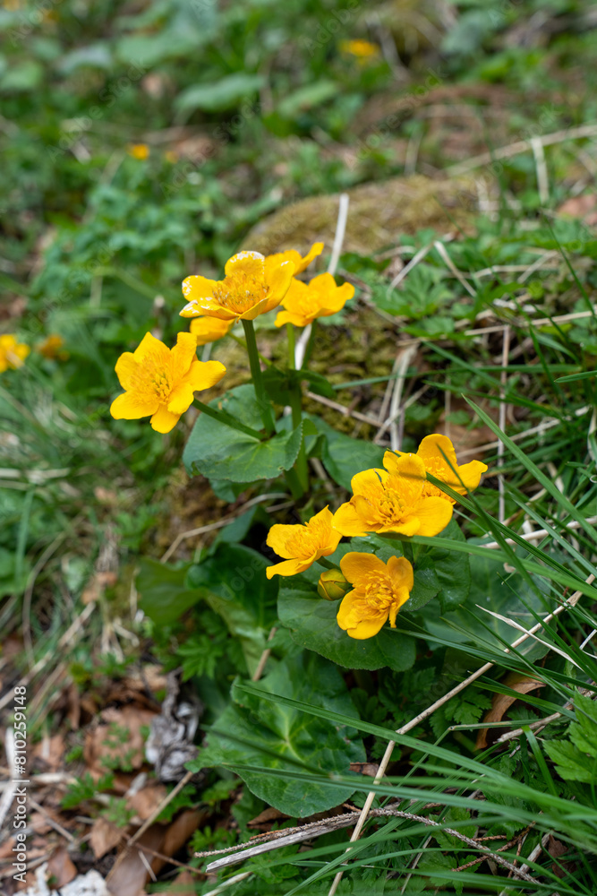 Yellow flowers in the woods in spring 