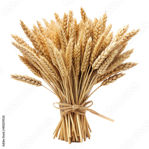 A bundle of ripe wheat ears tied together against a white backdrop