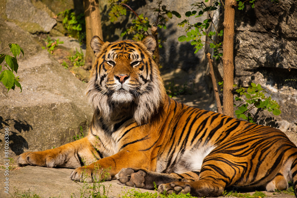 Obraz premium critically endangered Sumatran tiger