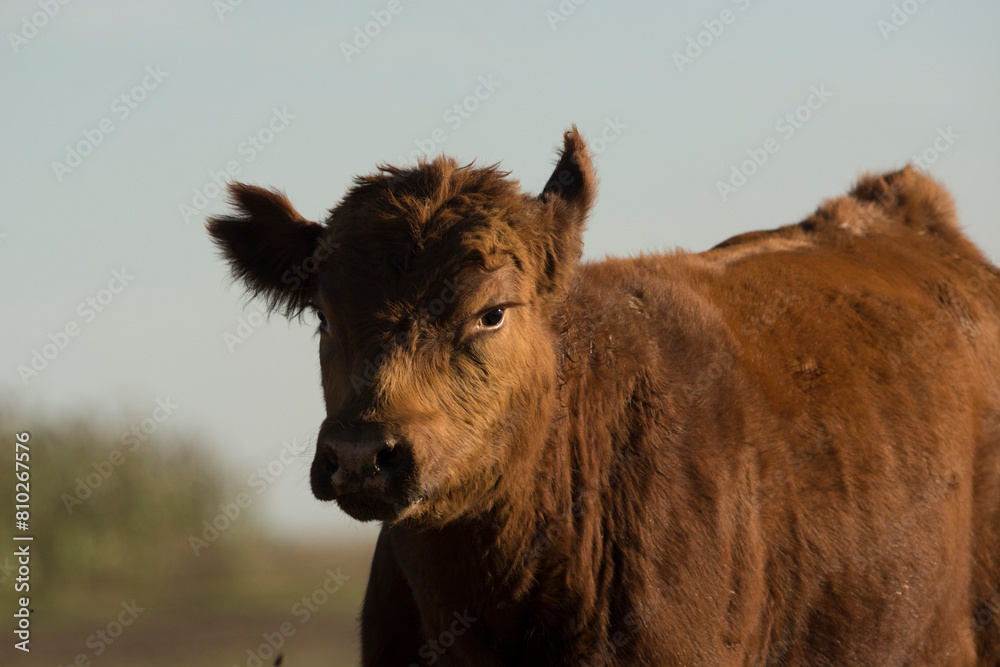 Fototapeta premium Bovino