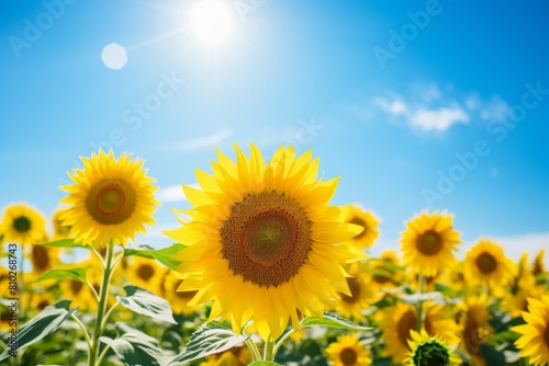 Bright yellow sunflowers in a field under a blue sky