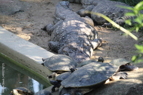 Amazon river turtles and brazilian caymans inside a on Rio de Janeiro Zoo's water pool, resting and basking 