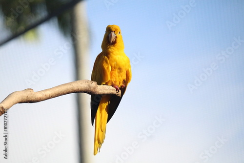 Golden parakeet inside a on Rio de Janeiro Zoo's aviary area photo