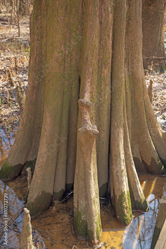 Deeply Furrowed Trunk of a Bald Cypress Tree photo