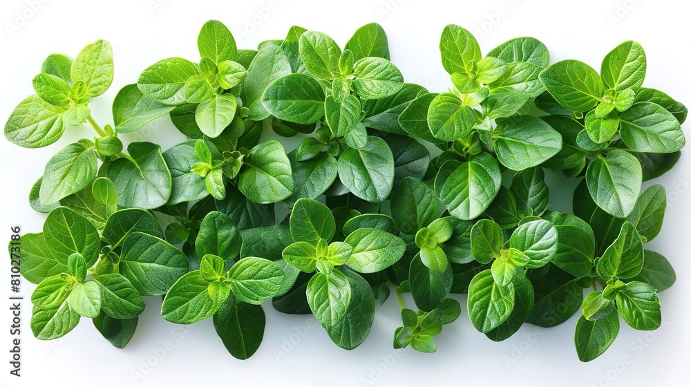 A close-up photograph of a oregano leaves on a white background. A close-up photograph of a oregano leaves on a white background.