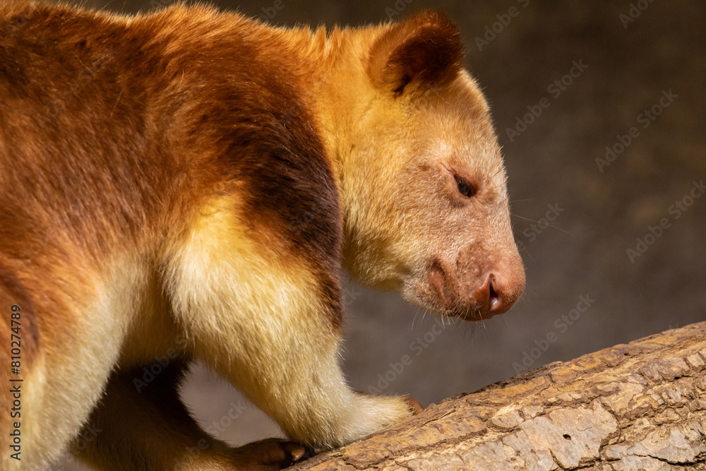 Fototapeta premium Goodfellow's Tree Kangaroo, dendrolagus goodfellowi buergersi