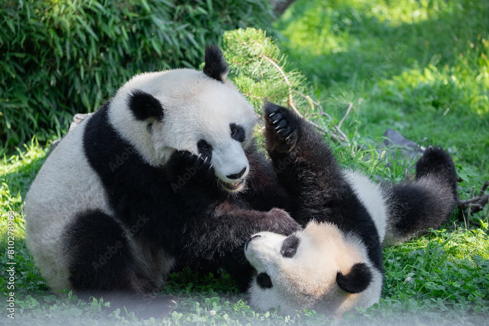 Fototapeta premium cheerful playing pandas on green lawn