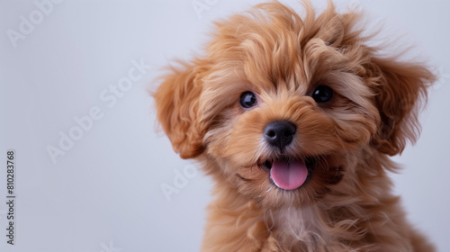 portrait of a cavapoo/cavoodle puppy