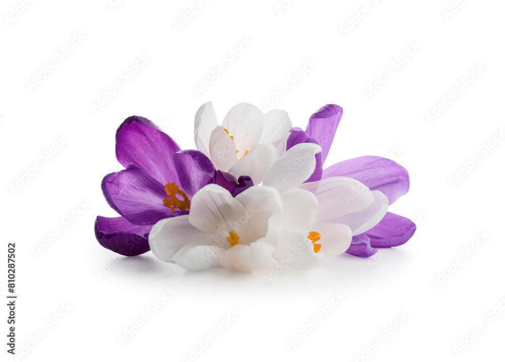 Beautiful crocus flowers on white background Beautiful crocus flowers on white background