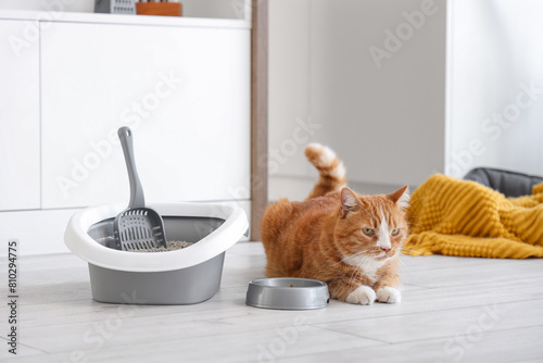 Cute cat with feeding bowl ...
