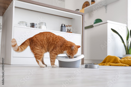 Cute cat digging in litter ...