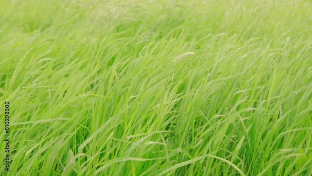 green fresh spring grass swaying, flutter in strong wind, stormy weather, Wind Gusts, natural blurred background, summertime season, environmental concept, Beautiful nature scene green fresh spring grass swaying, flutter in strong wind, stormy weather, Wind Gusts, natural blurred background, summertime season, environmental concept, Beautiful nature scene