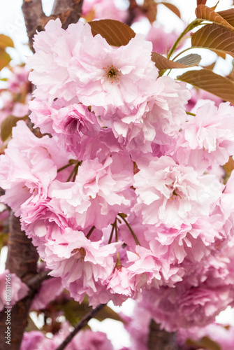 lushly blooming branch of delicate pink sakura