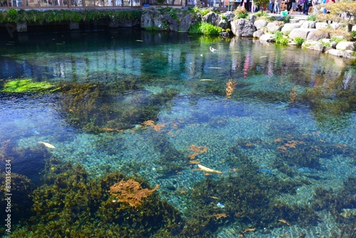 忍野八海の綺麗な水と鯉