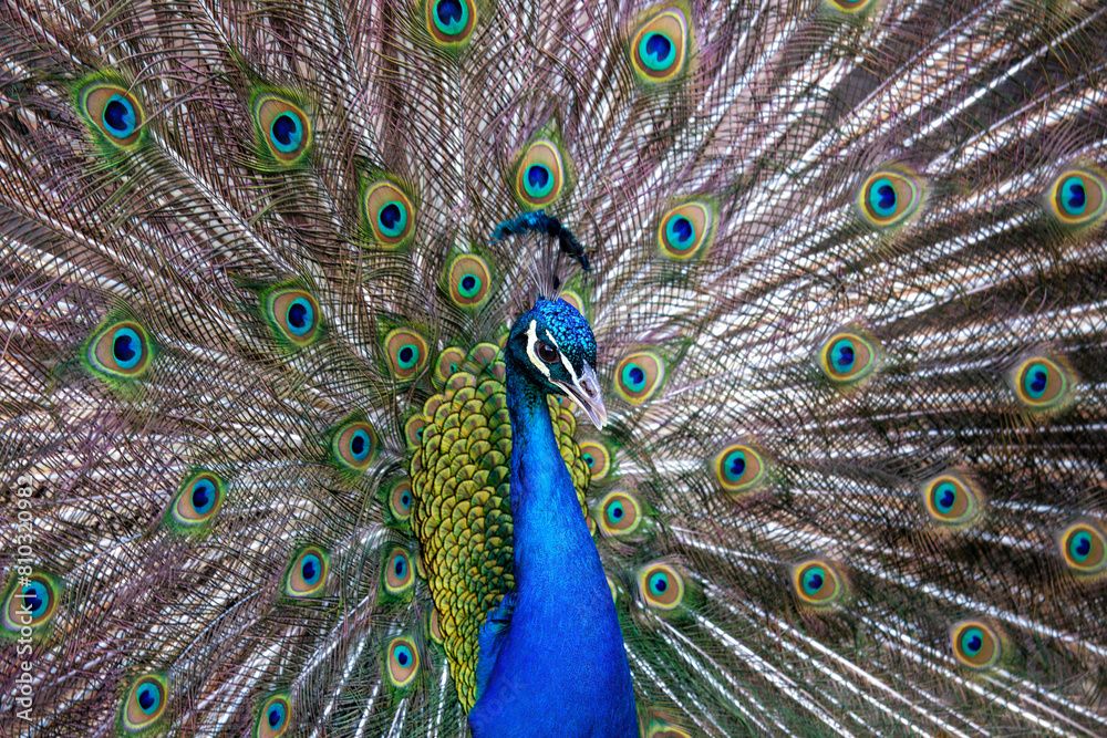 Obraz premium Indian Peafowl (Pavo cristatus) - Majesty of the Indian Subcontinent