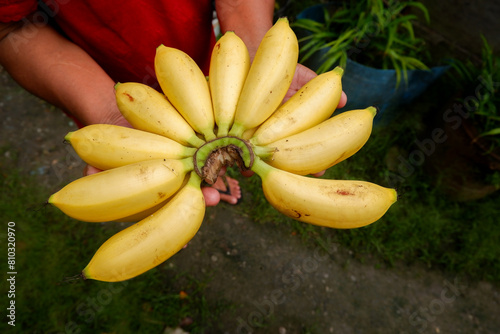 photo of banana type Musa acuminata var. Silk. Small bananas with delicious taste photo