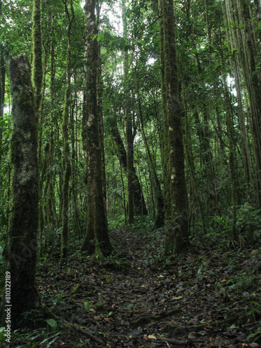 Path in costa rican cloud forest  La Amistad International Park