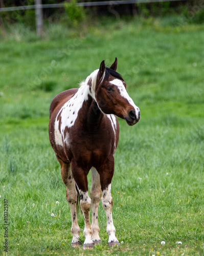 horse in the field