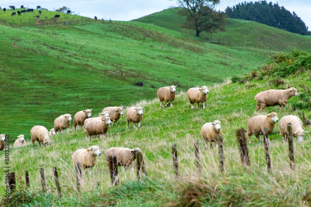 Sheep Pasture in Waikato - New Zealand Sheep Pasture in Waikato - New Zealand