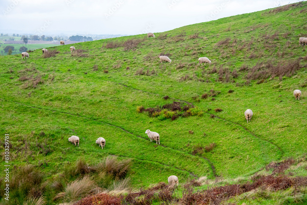 Sheep Pasture in Waikato - New Zealand Sheep Pasture in Waikato - New Zealand