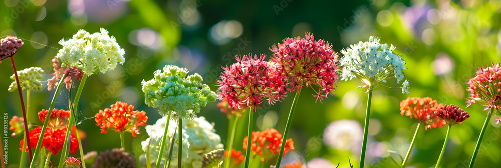 Diverse Bloom of Umbelliferous Plants in their Natural Habitat