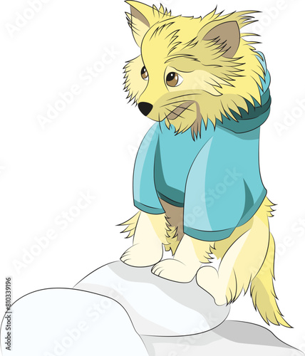 Perrito Pomerania sentado sobre piedra con ojos tristes y suéter azul