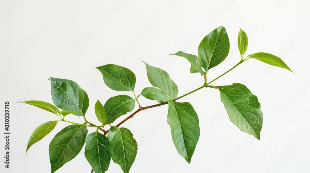 Simple photo of rosewood plant on white background AI generated