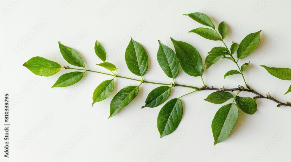 Simple photo of rosewood plant on white background AI generated Simple photo of rosewood plant on white background AI generated