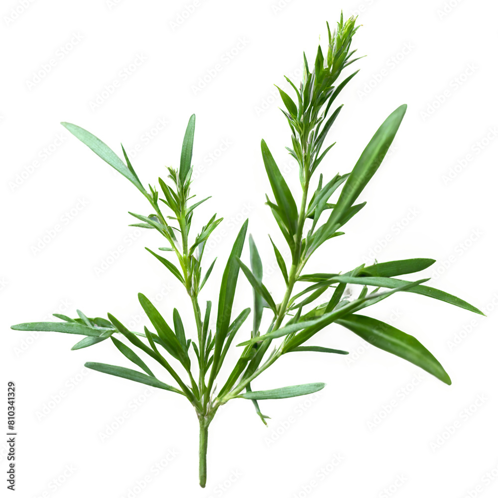 Naklejka premium Tarragon, herbal medicine isolated on transparent background
