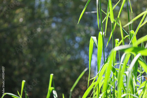 grass in the wind