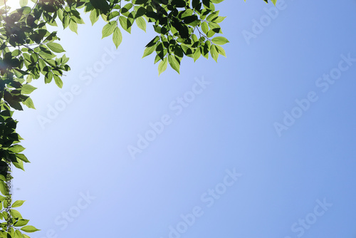 green leaves background