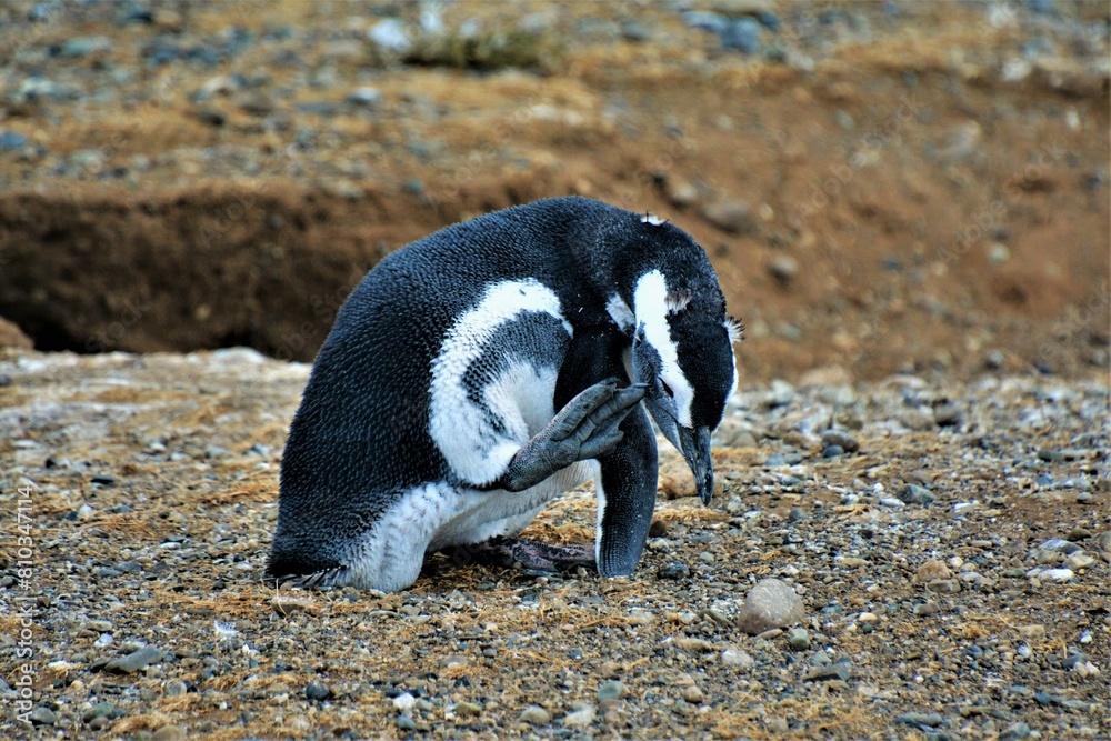 Fototapeta premium Life and behaviour of Magellanic penguin (Spheniscus magellanicus) observed on the Magdalena Island, a small island in the Strait of Magellan (Chile)
