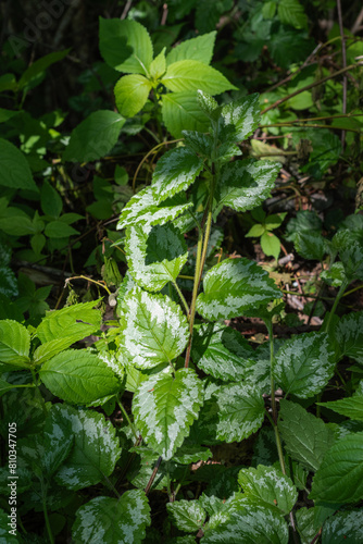 Yellow Archangel (Lamiastrum galeobdolon) photo