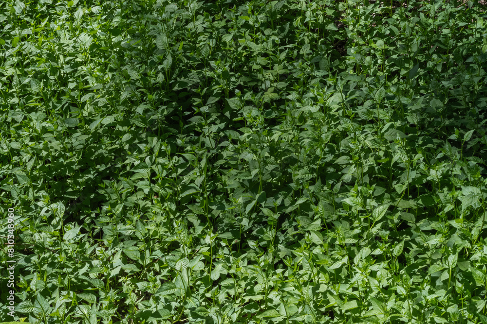 Green groundcover Green groundcover
