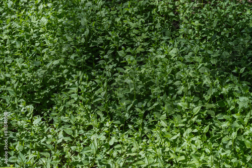 Green groundcover