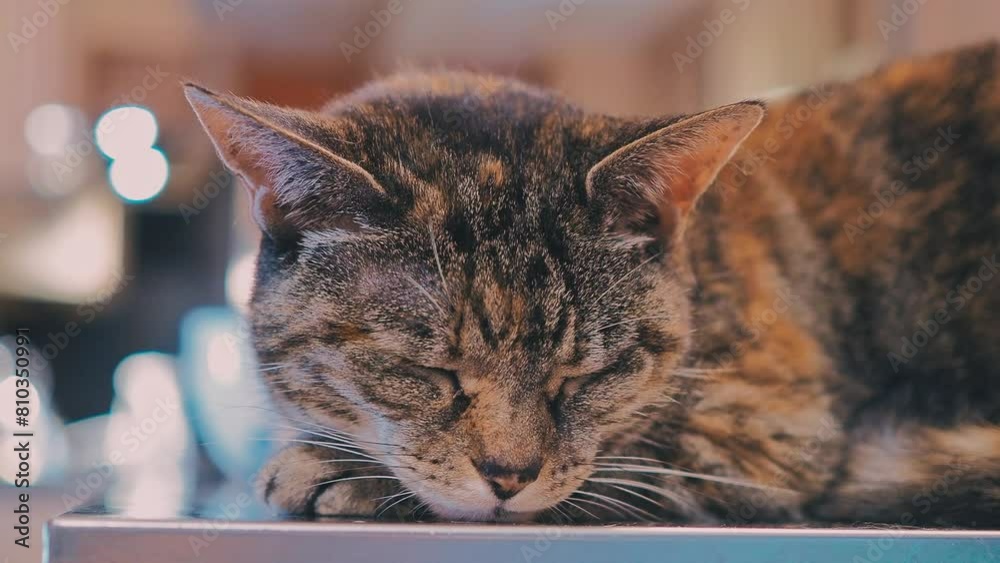 closeup video of cute brown tabby cat face