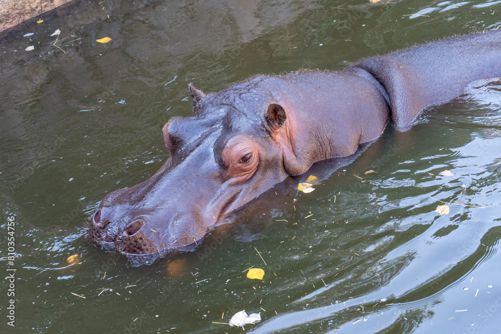 hippo swimming in a safari zoo in Puebla Mexico hippo swimming in a safari zoo in Puebla Mexico